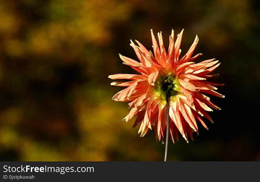 Flower, Flora, Wildflower, Close Up