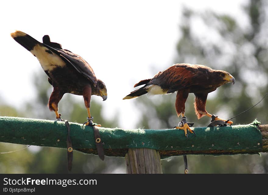 Bird, Fauna, Bird Of Prey, Beak