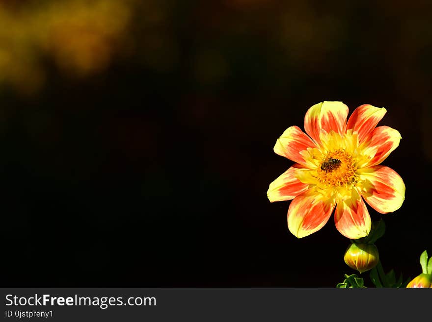 Flower, Yellow, Flora, Flowering Plant