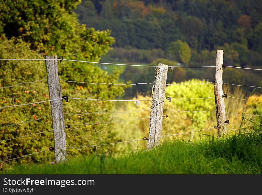 Nature, Leaf, Grass, Field