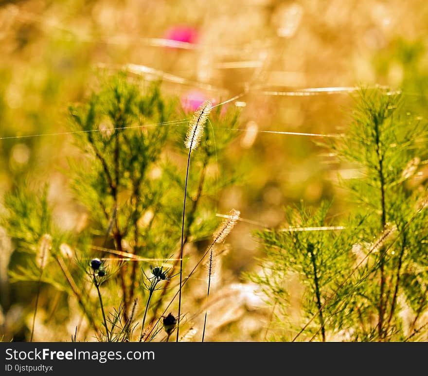 Ecosystem, Vegetation, Flora, Flower