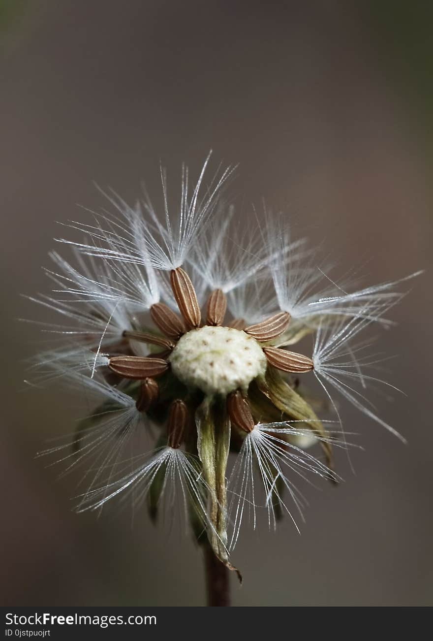 Flower, Flora, Dandelion, Close Up