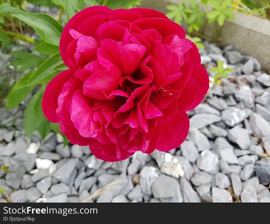 Flower, Plant, Pink, Flowering Plant