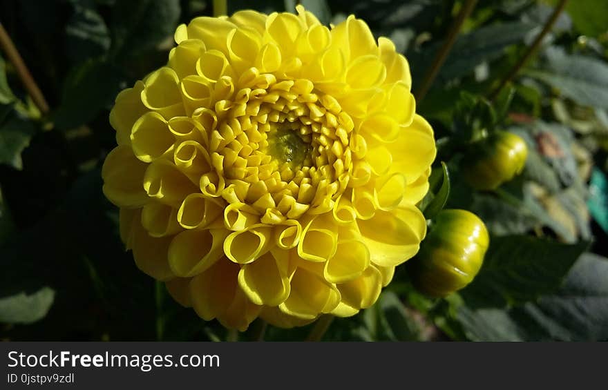 Flower, Yellow, Plant, Daisy Family