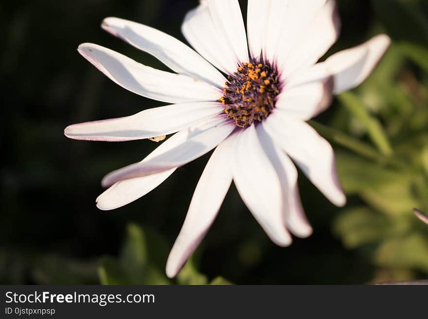 Flower, Flora, Plant, Close Up