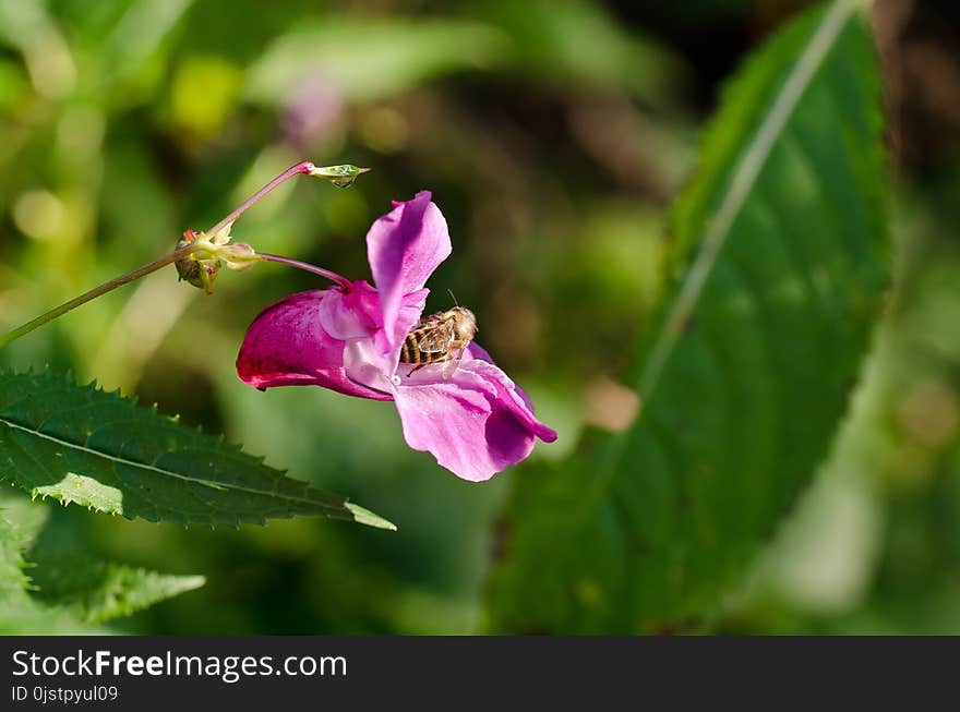 Flower, Plant, Flowering Plant, Branch