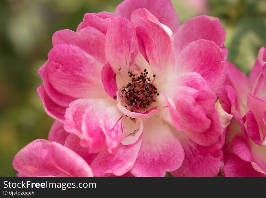 Flower, Pink, Rose Family, Flowering Plant