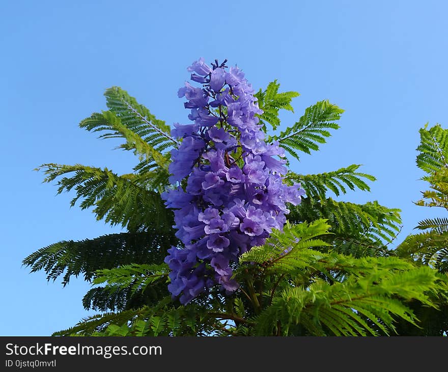 Flower, Plant, Flora, Purple