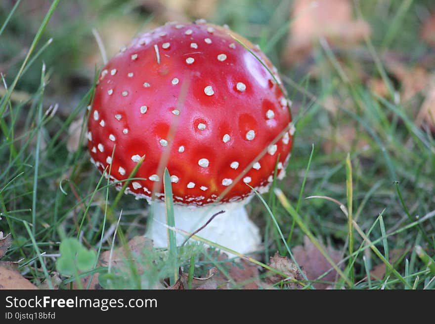 Mushroom, Fungus, Agaric, Edible Mushroom