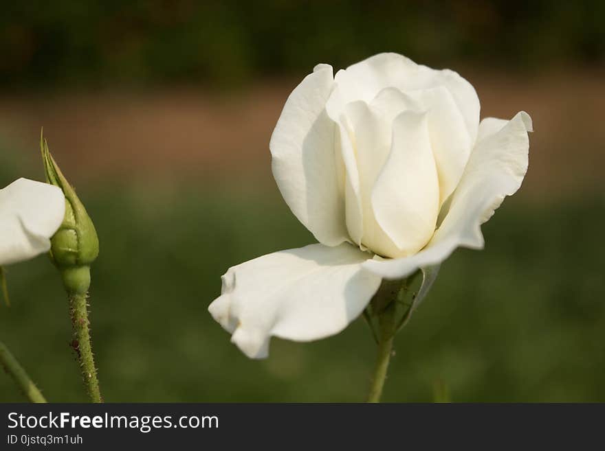 Flower, Rose Family, White, Rose