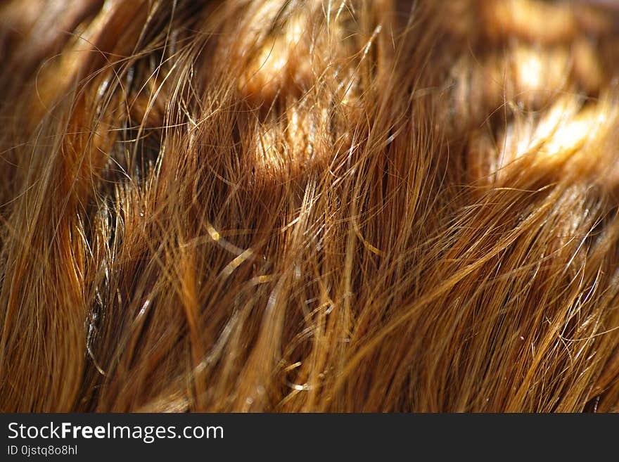 Hair, Fur, Close Up, Grass Family