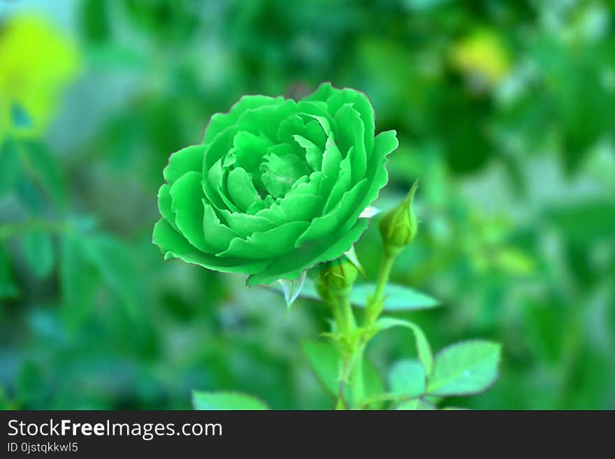 Green, Flower, Flora, Plant