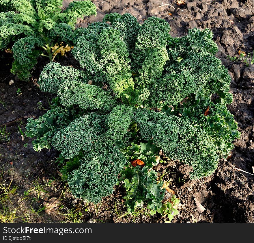 Leaf Vegetable, Vegetation, Plant, Kale