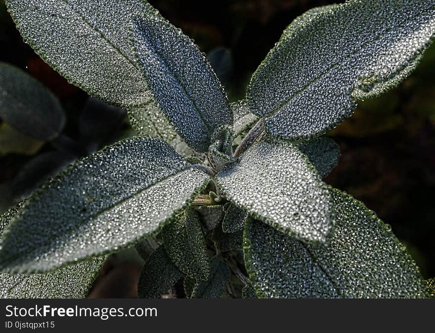 Flora, Plant, Leaf, Close Up