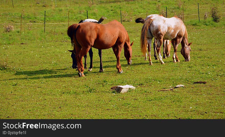 Pasture, Grassland, Ecosystem, Grazing