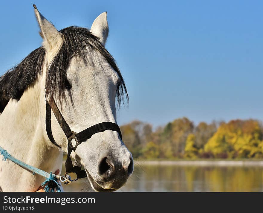 Horse, Bridle, Horse Tack, Rein