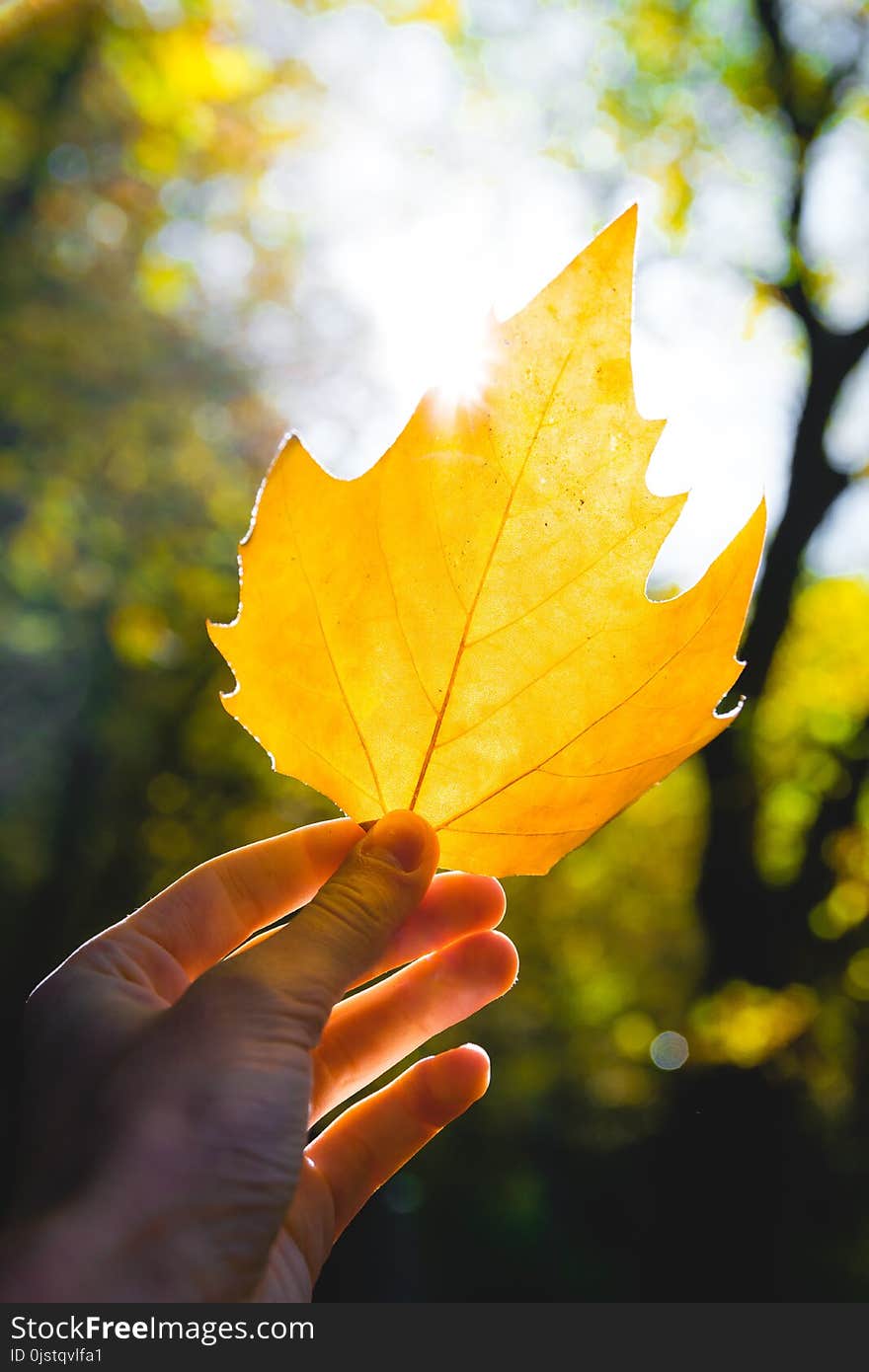 Leaf, Yellow, Maple Leaf, Autumn