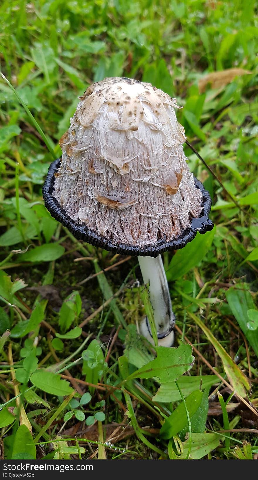 Mushroom, Fungus, Edible Mushroom, Agaric