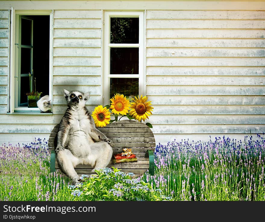 Flower, Plant, Grass, Garden