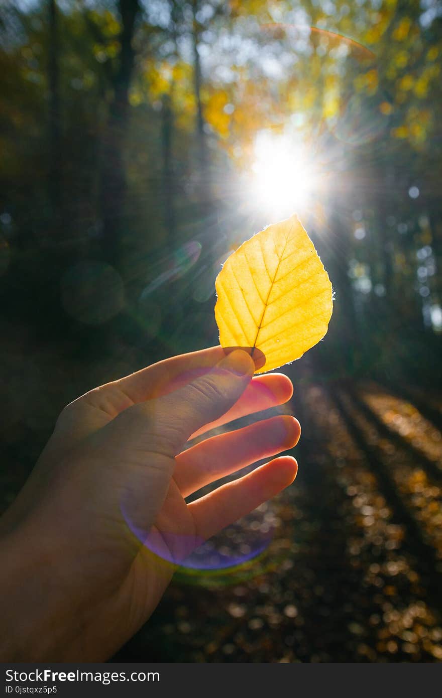 Yellow, Leaf, Nature, Light