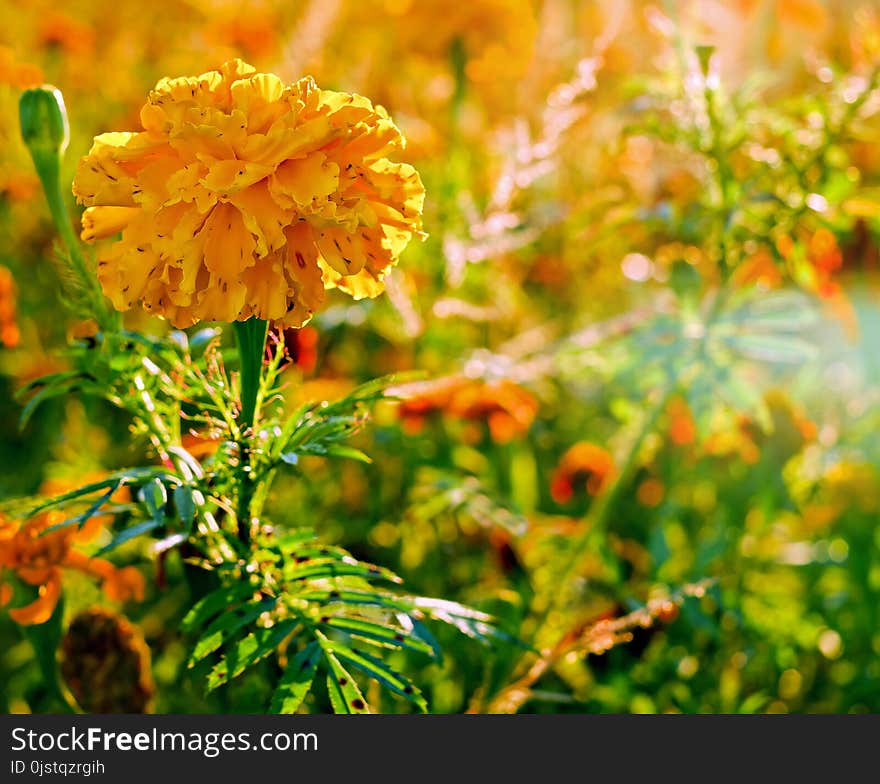 Flower, Yellow, Spring, Plant