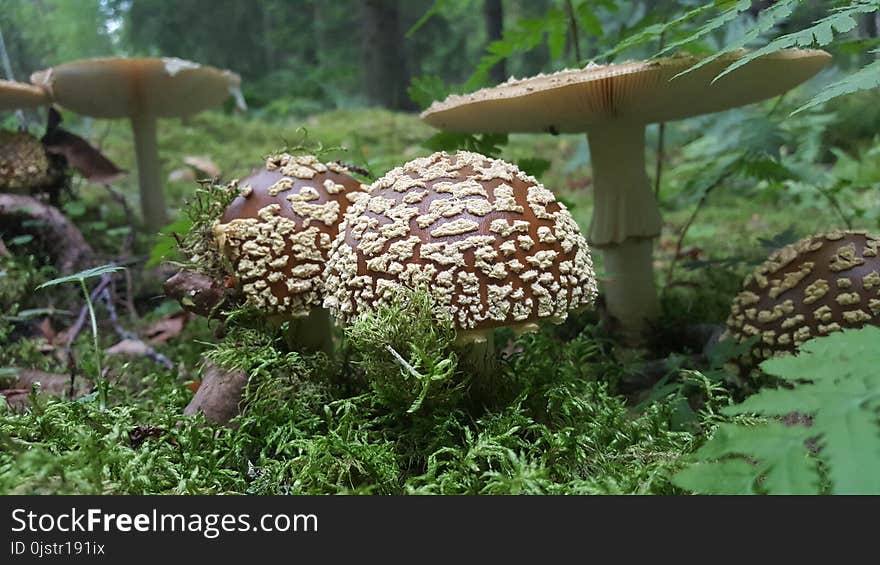 Mushroom, Fungus, Edible Mushroom, Penny Bun