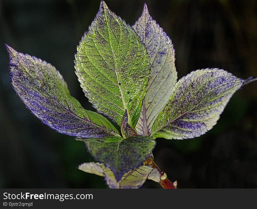 Leaf, Plant, Flora, Close Up