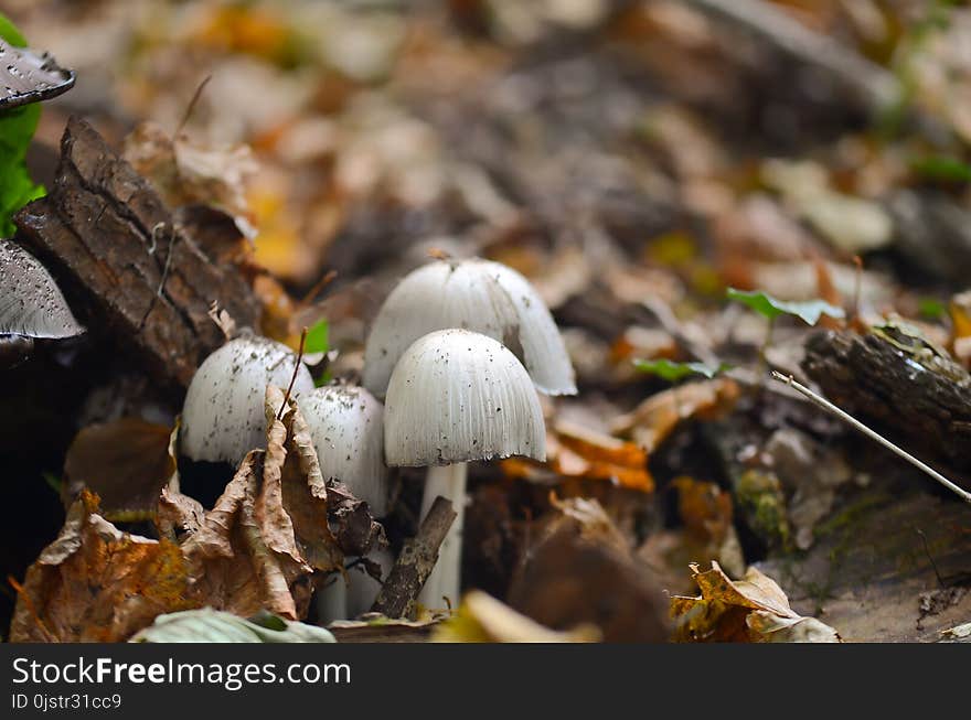 Fungus, Mushroom, Edible Mushroom, Penny Bun