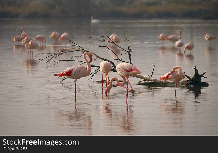 Bird, Flamingo, Water Bird, Fauna