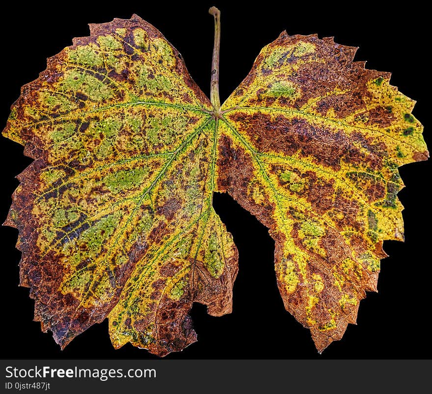 Leaf, Moths And Butterflies, Moth, Insect