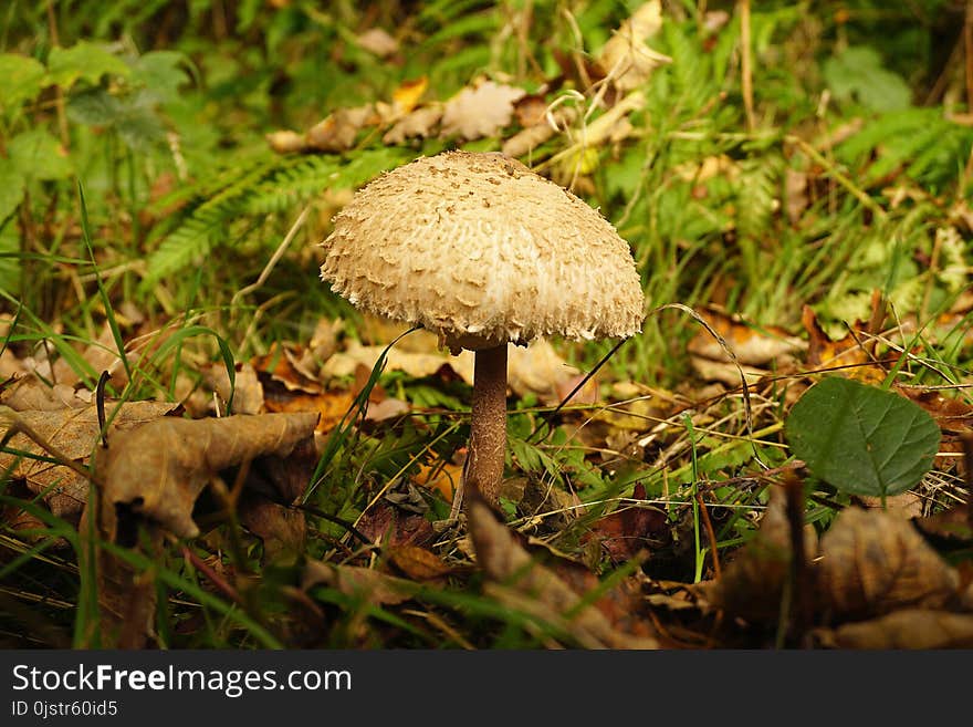 Mushroom, Fungus, Penny Bun, Edible Mushroom