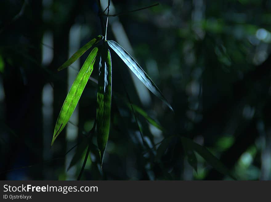 Vegetation, Leaf, Branch, Sunlight