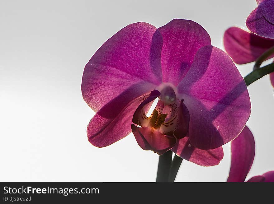 Flower, Flowering Plant, Purple, Violet