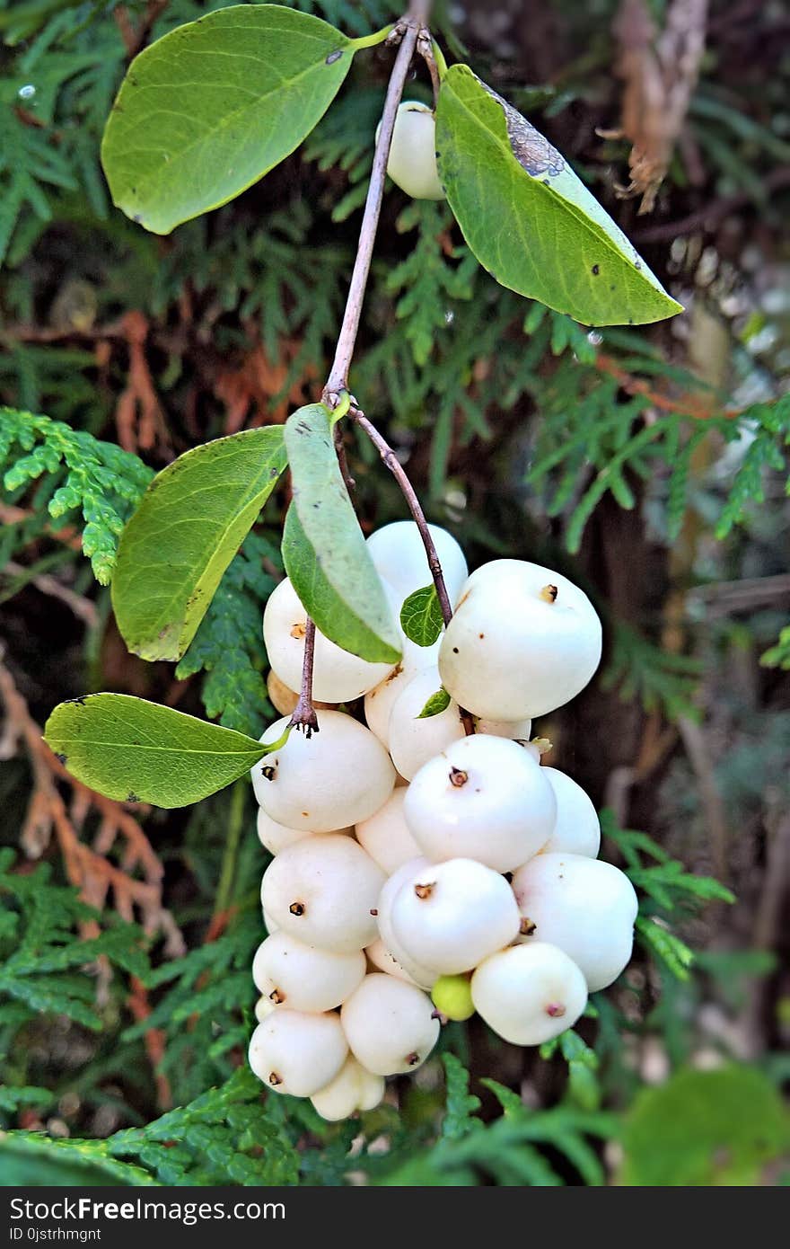 Plant, Fruit, Fruit Tree, Sorbus