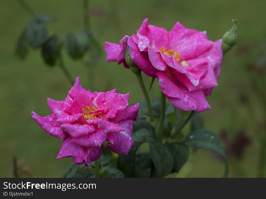 Flower, Rose Family, Plant, Pink