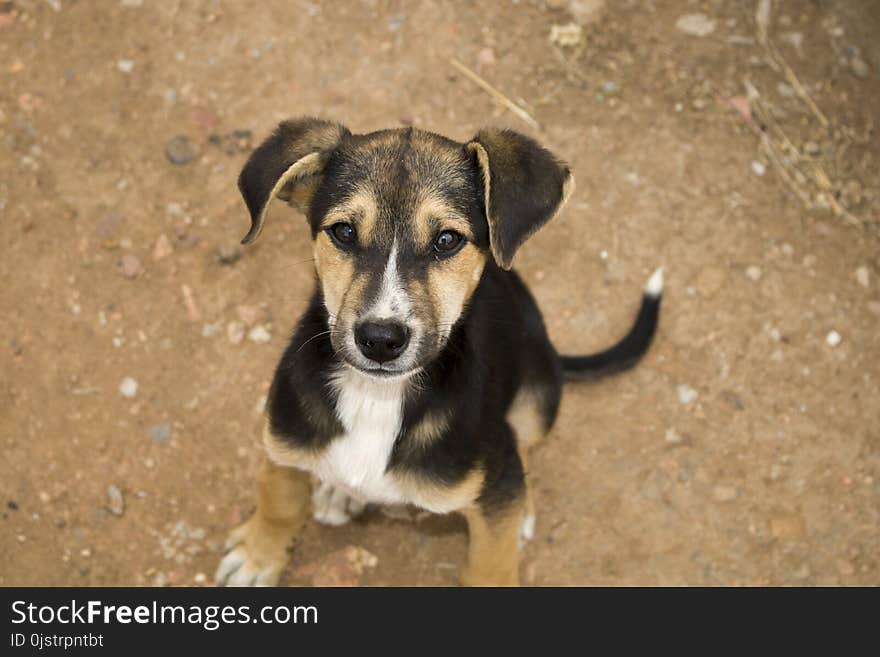 Dog, Dog Breed, Street Dog, Dog Like Mammal