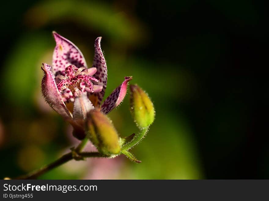 Flora, Flower, Close Up, Bud