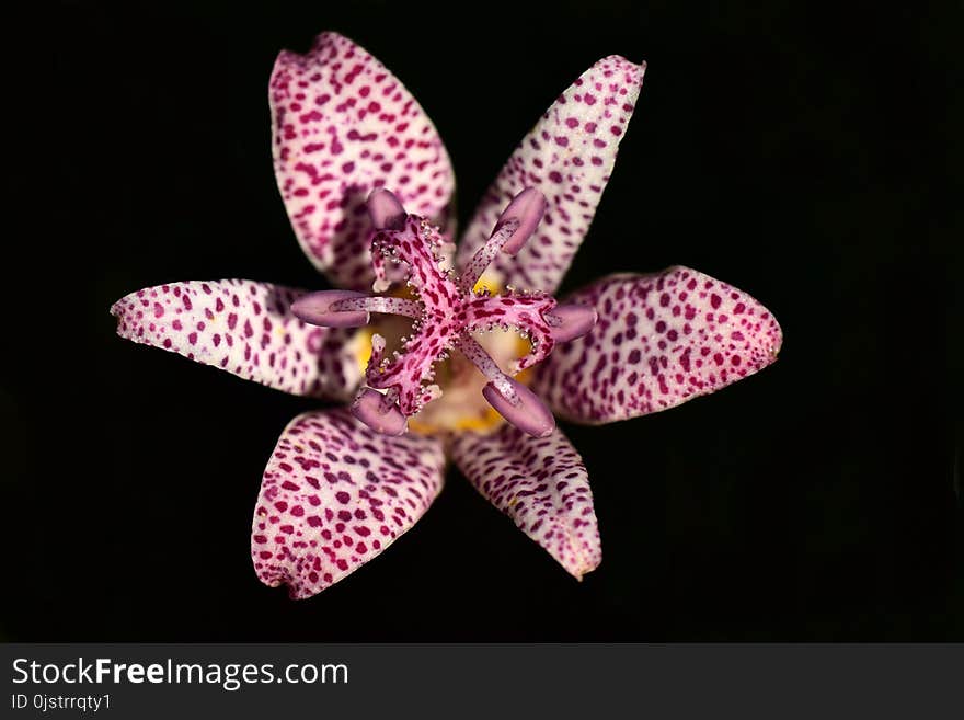 Flower, Flora, Flowering Plant, Plant