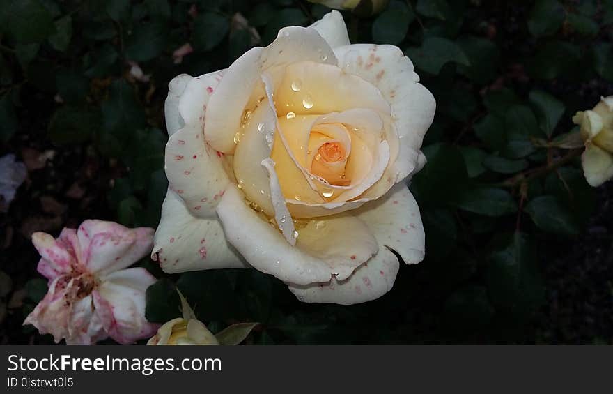 Flower, Rose, Rose Family, White