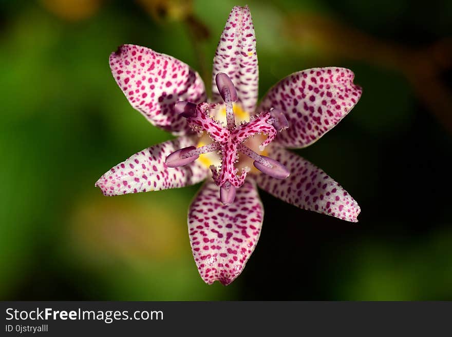 Flower, Flora, Plant, Flowering Plant