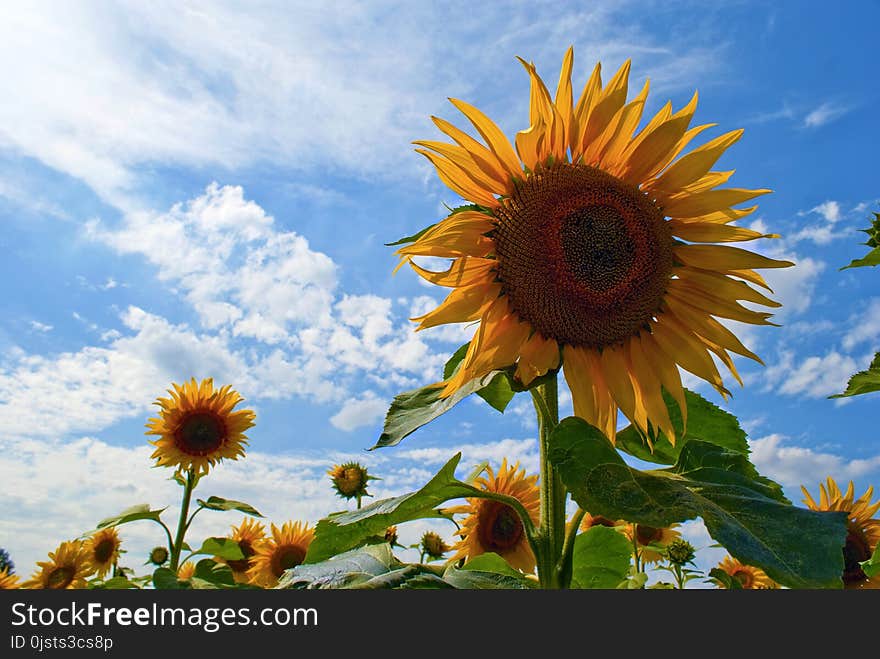 Flower, Sunflower, Sky, Flowering Plant