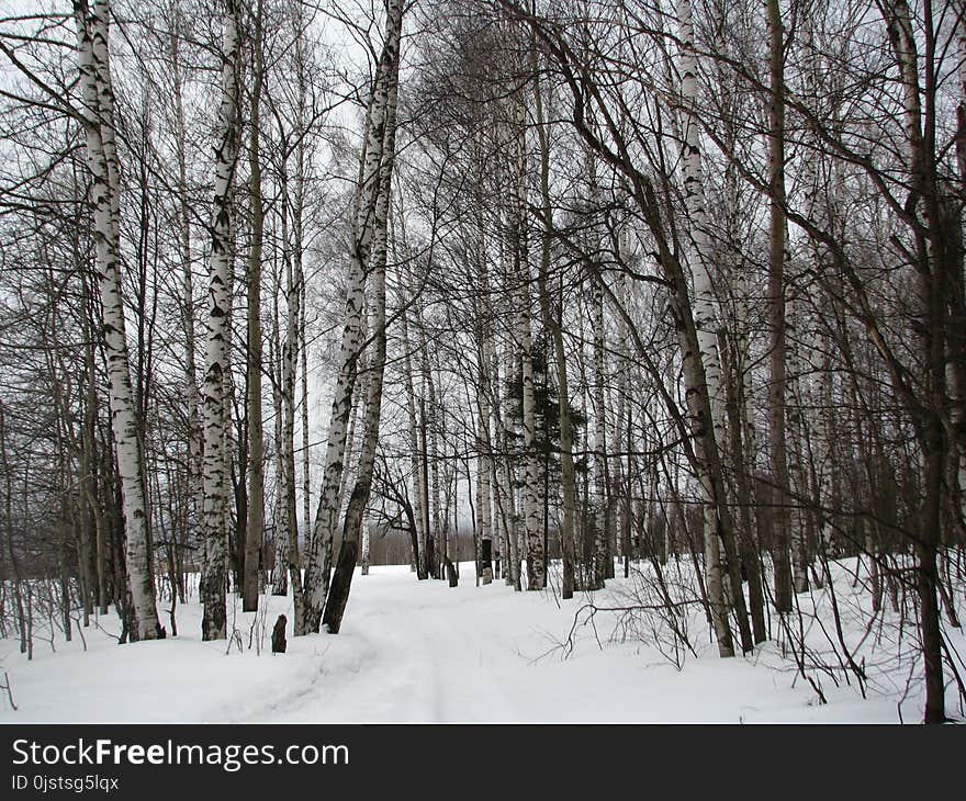 Snow, Winter, Tree, Woody Plant