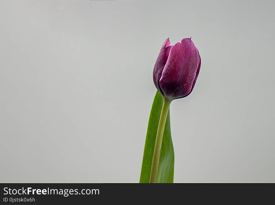 Flower, Flowering Plant, Plant, Purple