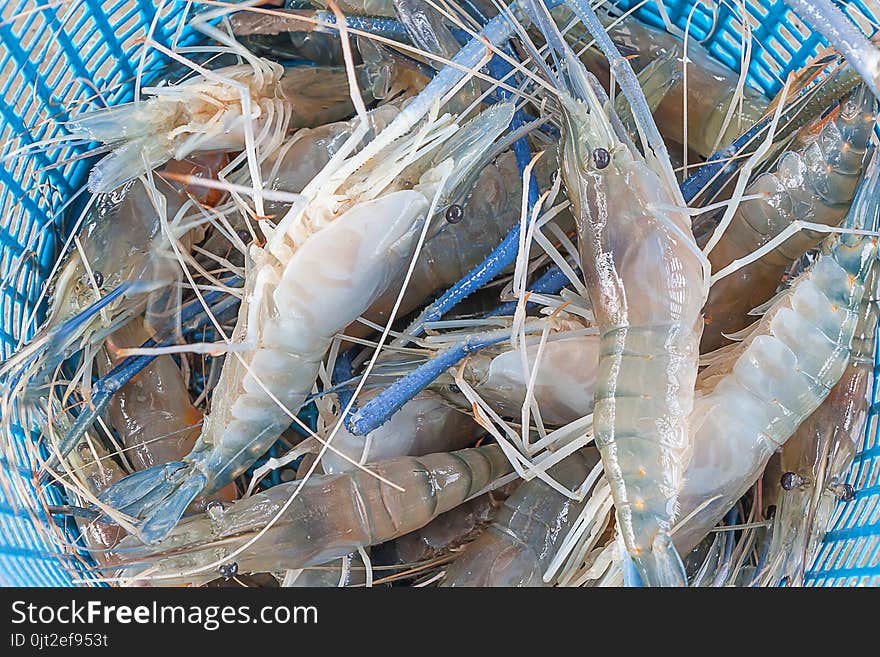 Fresh prawn in the basket