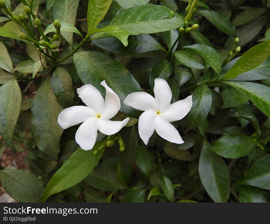 Pin wheel flower or crape jasmine