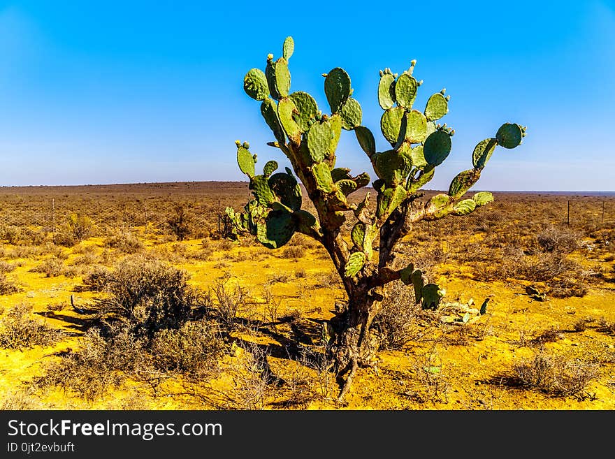 Old Prickly Pear Cactus in the Karoo