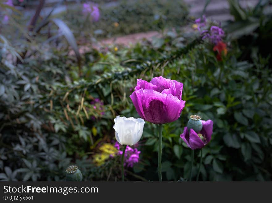 Opium can be extracted as heroin.