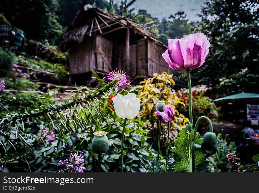 opium poppy flower was planted for the show in Hmong tribal village in a valley of Doi Pui to Doi Suthep National Park Chiang Mai Thailand. In the past hill tribe people have been occupied with opium. opium poppy flower was planted for the show in Hmong tribal village in a valley of Doi Pui to Doi Suthep National Park Chiang Mai Thailand. In the past hill tribe people have been occupied with opium.