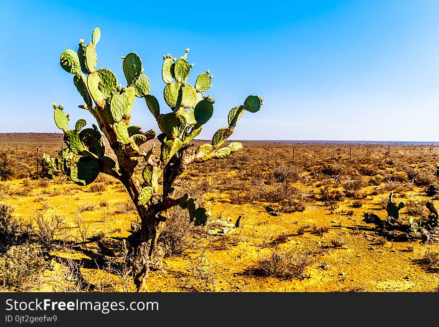 Old Prickly Pear Cactus in the semi desert Karoo Region of South Africa. Old Prickly Pear Cactus in the semi desert Karoo Region of South Africa