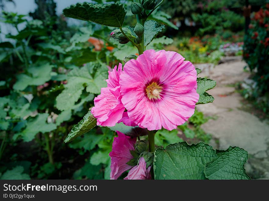 Opium can be extracted as heroin.